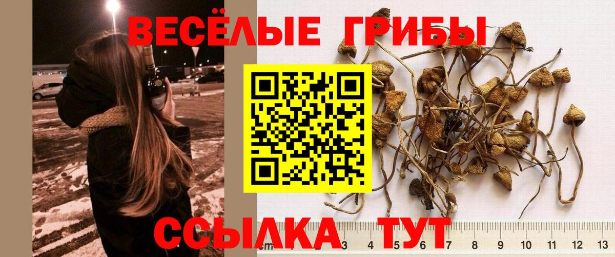 Звенигород  наркотики  Вход с VPN  Псилоцибиновые грибы мицелий 